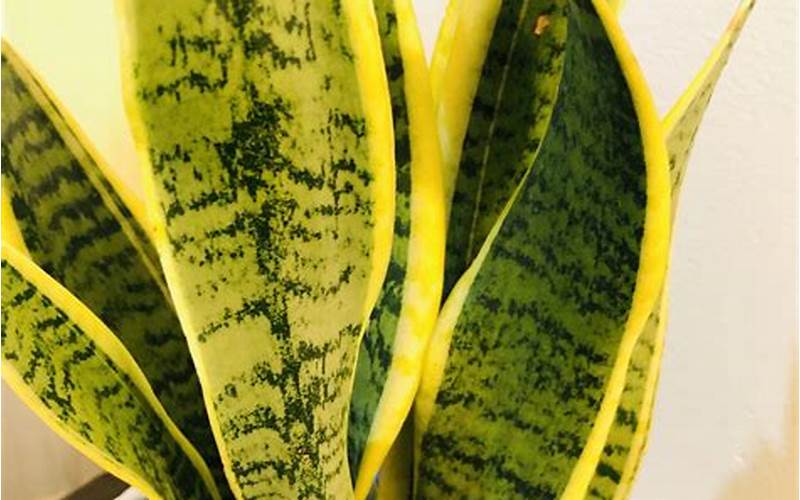 Snake Plant